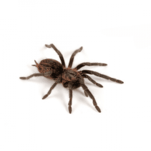 001846 tlitocatl vagans