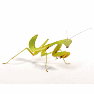 002005 Hierodula membranacea Shop