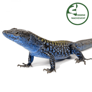 002327 Podarcis siculus paulae zoom Shop