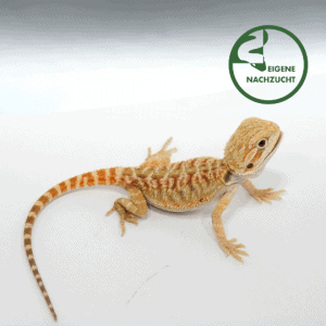 002330 Pogona vitticeps Bartagame Fire Ice Super Citrus Tiger Shop
