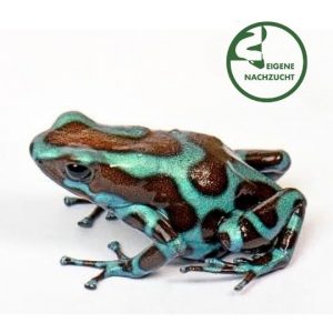 002354 Dendrobates auratus Birkhahn Bronze Shop