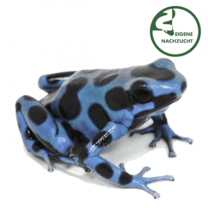 002355 Goldbaumsteiger Super Blue Shop 1