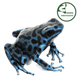 002355 Goldbaumsteiger Super Blue Shop