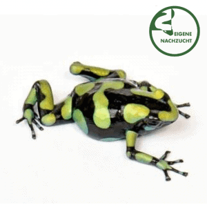 002356 Dendrobates auratus Capurgana Shop