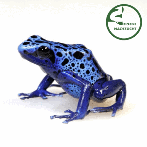 002365 Dendrobates tinctorius Azureus Shop