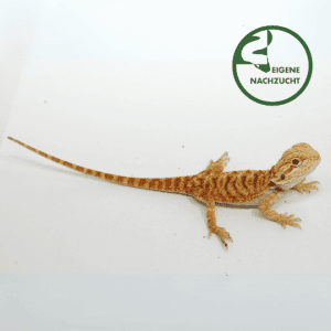 002557 Pogona vitticeps Bartagame Fire Ice Hypo Super Citrus Shop