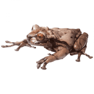 002559 Triprion spinosa Shop
