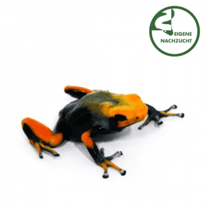 002567 Dendrobates tinctorius tumucumaque Shop