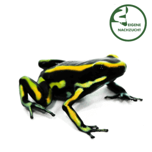 002567 Dendrobates truncatus Shop1