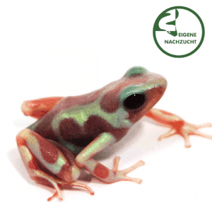 002574 Dendrobates auratus Albino Shop