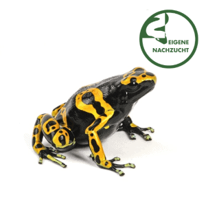 002648 Leucomelas Puerto Ayacucho