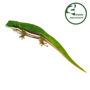 002679 Phelsuma nigristriata Shop