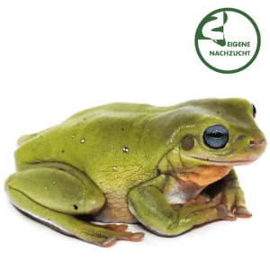 002819 Litoria cearulea Honey Blue eyes Shop