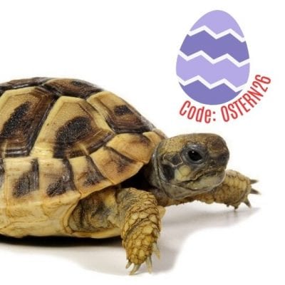 Testudo hermanni boettgeri - Griechische Landschildkröte