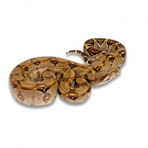 Boa constrictor imperator Kaiserboa
