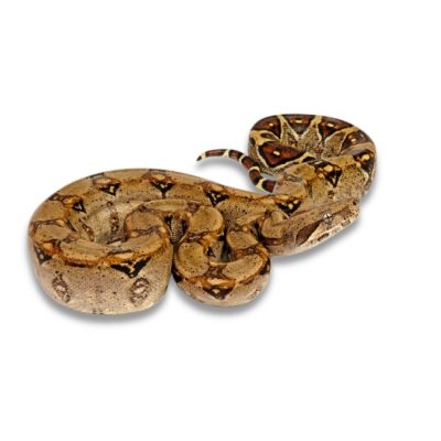 Boa constrictor imperator Kaiserboa