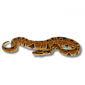 Koenigspython Python regius Shop