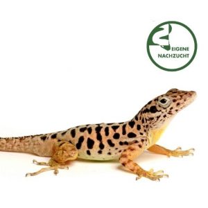 Pantheranolis 001155 Shop