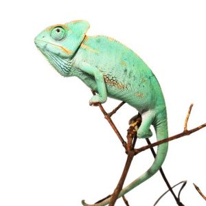 Shop 000757 Chamaeleo calyptraus Jemenchamaeleon