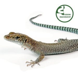 Shop 002360 Dalmatolacerta Detail