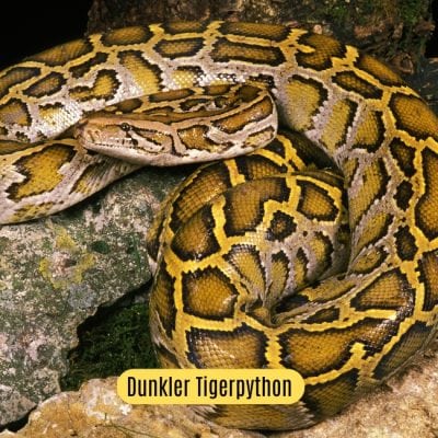 Tigerpython Shop
