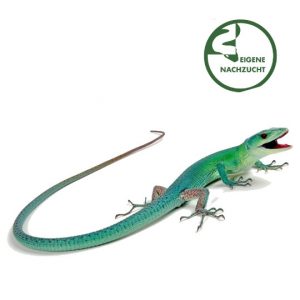 000849 Gastropholis prasina Gruene Baumeidechse Shop