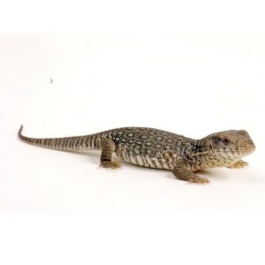 001257 Varanus exanthematicus Steppenwaran Shop