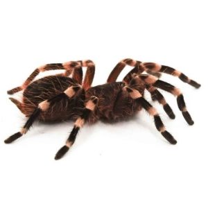 001795 Acanthoscuria geniculata &ndash; Weissknievogelspinne Shop