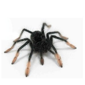 001934 Theraphosa apophysis – Riesenvogelspinne Shop
