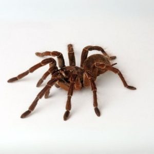 001936 theraphosa stirmi Riesenvogelspinne Shop