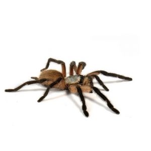 002393 Monocentropus balfouri Blaue Jemen Vogelspinne Shop