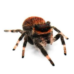 002666 Phidippus regius Springspinne Everglades Shop