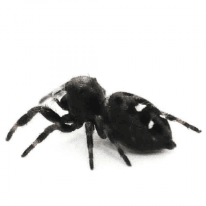 002807 Phidippus regius Shop