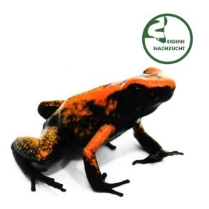 002821 Phyllobates terribilis Shop