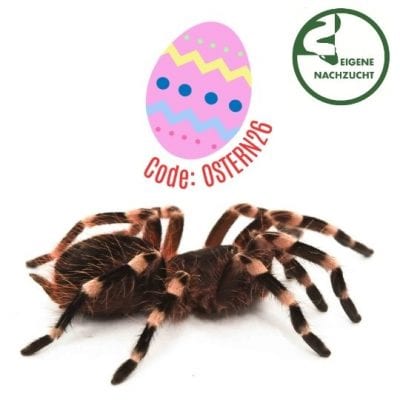 Acanthoscuria geniculata - Weißknievogelspinne