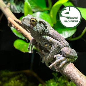 Rentapia flavomaculata 2