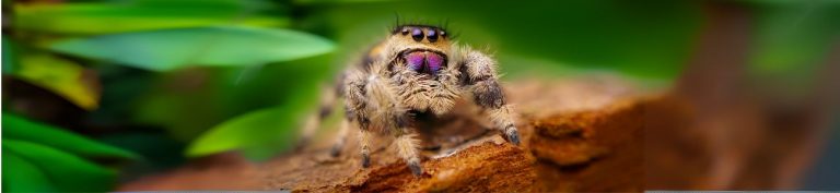 Blog Beitragsbild web Phidippus