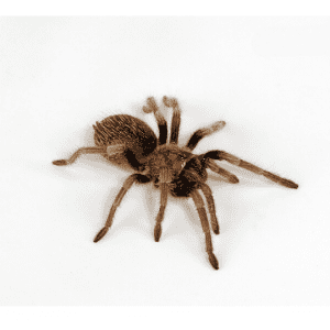 Rotknievogelspinne Brachypelma hamorri Shop