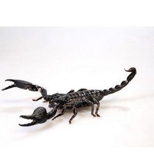 Schwarzer Riesenskorpion Heterometrus spinifer Shop