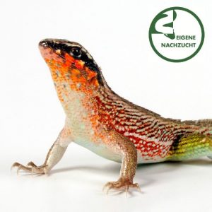 001184 Leiocephalus personatus Shop