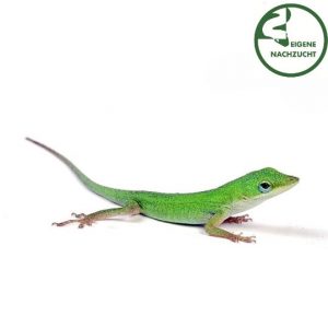 Rotkehlanolis Anolis carolinensis Shop