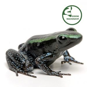 Shop 001689 Phyllobates aurotaenia Gruener Blattsteiger