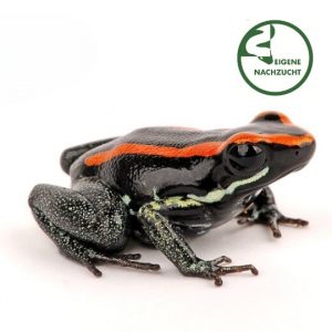 Shop 001695 Phyllobates vittatus Gestreifter Blattsteiger