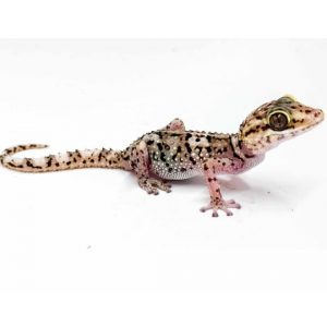 Shop 002783 Paroedura lohatsara Lotharas Gecko