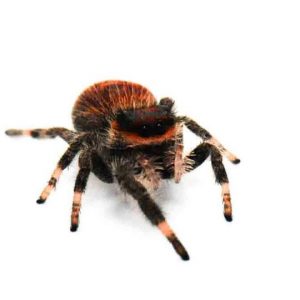 Springspinne Phidippus spec.ometepe Shop