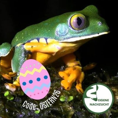 Cruziohyla sylviae - Sylivias Prachtgreiffrosch