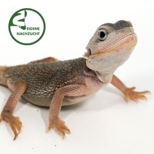 Bartagame Zero translucent