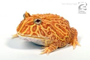 Ceratophrys cranwelli strawberry 002200