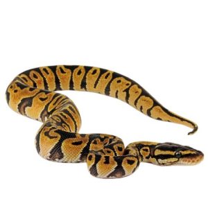 Koenigspython Python regius pastel