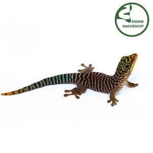 Querstreifen Taggecko Phelsuma standingi Shop